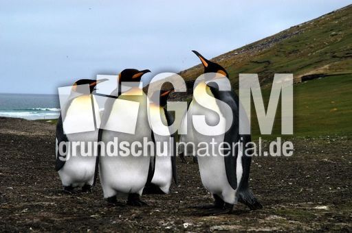 06-Königspinguin (21 von 84).jpg